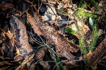 spruce with bark beetle infestation