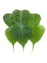 Wall Mural - Green leaf (bodhi leaf) isolated on white background