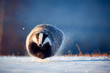 Attractive winter scene with badger. European badger (Meles meles) running on the snow. Animal in nature habitat.