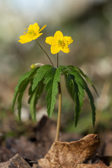 Wall Mural - Yellow anemone (Anemone ranunculoides) or yellow wood anemone or buttercup anemone, woodland and forest plant with root-like rhizomesand petal-like tepals of rich yellow colouring. Family Ranunculacea