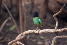 Hooded Pitta (Pitta Sordida) Resting On A Branch