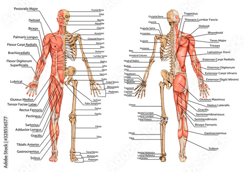 Fotografía human skeleton from the posterior and anterior view - didactic board of anatomy