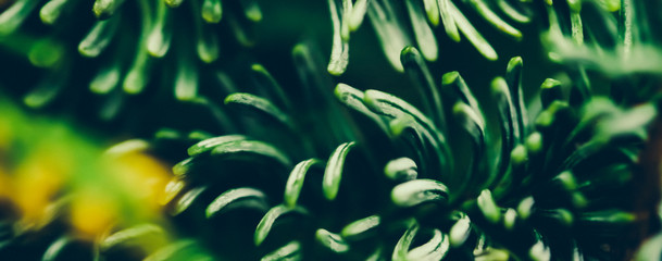 Evergreen fir tree branch  as botanical background, nature and environment