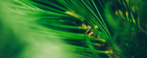 Evergreen fir tree branch  as botanical background, nature and environment