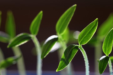 young pepper sprouts reaching for sunlight