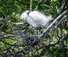 Snowy Egret On Nest With Blue Eggs At Rookery In St. Augustine Florida.