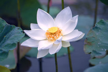 White Water Lily Flower Blooming In The Pond.