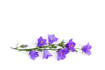 Wall Mural - violet blue flowers bell campanula persicifolia ( peach-leaved bellflower ) on a white background wi