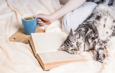 Hygge atmosphere. British cat lying on the book. Weekend at home concept with book and tea. Text in the book is not recognizable.