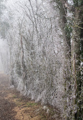 Wall Mural - Tree branches with frost in winter