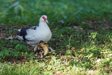 Canvas Print - An adult duck has small ducks under its wings