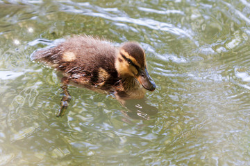 Canvas Print - A young duck swims on the water. View from above