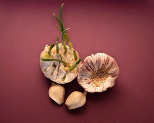 Wall Mural - White and purple garlic head on a purple background