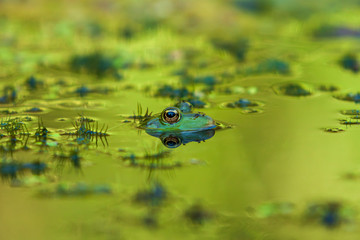 Wall Mural - Frog - Anura's head is in the water, nice eyes are seen and the image is reflected in the water. Photo has beautiful bokeh.