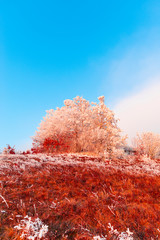 Wall Mural - Winter rime on the trees landscape