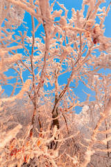 Wall Mural - Winter rime on the trees landscape