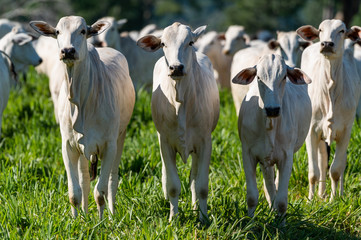 Pantanal cattle grazing in Brazilian livestock