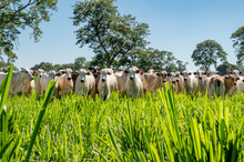 Pantanal Cattle Grazing In Brazilian Livestock