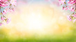 © Duncan Andison - Pink cherry tree blossom flowers blooming in spring Easter sunrise for a Mothers Day background.
