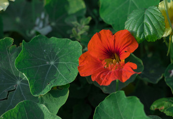 Natural flowers of striking colors in the field. Macro flower with fresh light 