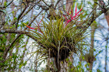 Big Cypress National Preserve Florida, USA, March 2019: Epiphyte In The Forest Of Florida National Park