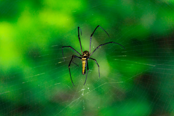 spider on web