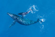 Humpback whales photographed with drone off the coast of Kapalua, Hawaii. Mother whale and her calf splash in the warm Pacific waters as two dolphins join in on then fun. 
