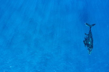 Humpback whales photographed with drone off the coast of Kapalua, Hawaii. Mother whale and her calf splash in the warm Pacific waters as two dolphins join in on then fun. 