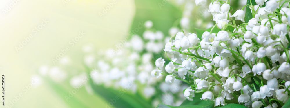Lily of the valley (Convallaria majalis), blooming spring flowers, closeup with space for text. Horizontal spring background, banner, panorama. - obrazy, fototapety, plakaty 