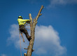 Arborist Lumberjack wearing ropes and harness trims tall birch tree against blue sky dotted with clouds