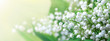 Lily of the valley (Convallaria majalis), blooming spring flowers, closeup with space for text. Horizontal spring background, banner, panorama.