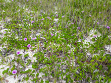 Restinga Area In Itacoatiara With Pink Flowers Called Ipomea Is Found In Restinga Ecosystems, On The Most Preserved Beaches In Brazil.