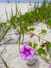 Restinga Area In Itacoatiara With Pink Flowers Called Ipomea Is Found In Restinga Ecosystems, On The Most Preserved Beaches In Brazil.