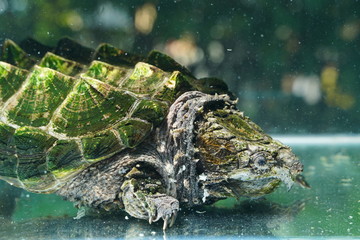 Wall Mural - Alligator Snapping turtle under water