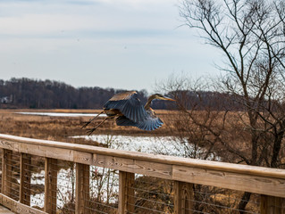 blue heron