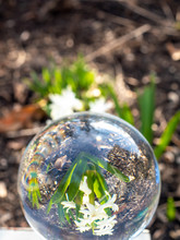 First Spring White Hyacinth Through A Crystal Ball