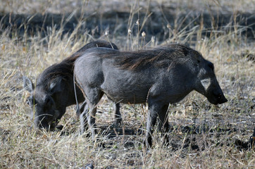 Wall Mural - Warthogs on a game reserve in Zululand, South Africa