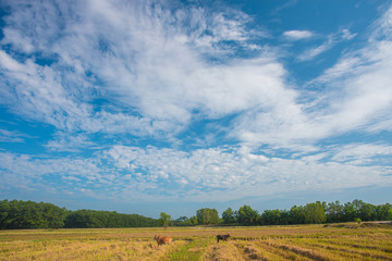 Wall Mural - blue sky and white clouds.