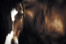 Artistic Horse Portrait