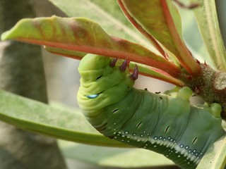 The caterpillar stays silent under the leaves.