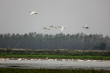 Fototapeta  - Flying swans winter in China's inner lakes