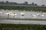 Fototapeta  - Flying swans winter in China's inner lakes
