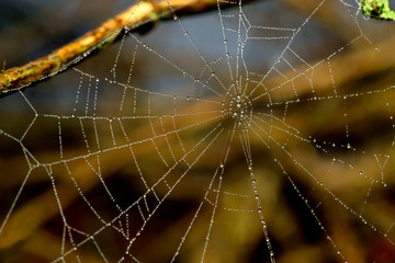 spider web on the garden