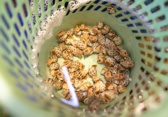 Seashells in a bucket. Delicacy in Chinese