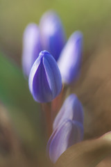 Alpine squill (Scilla bifolia) or two leaf squill, early spring purple flower growing from an underground bulb with two lance shaped leaves