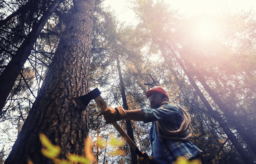 Wall Mural - Male worker with an ax chopping a tree in the forest.