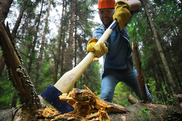 Poster - Male worker with an ax chopping a tree in the forest.