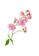 Small Pink Rose Flowers On Branch Isolated On White Background With Clipping Path