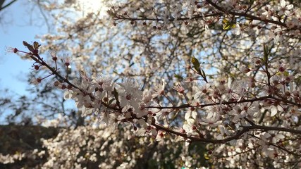 Wall Mural - Beautiful pink flowers blooming tree branches with sunlight in spring video