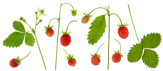 Wall Mural - Set of isolated wild strawberries with red berry, green leaf and Bush with stem on white background